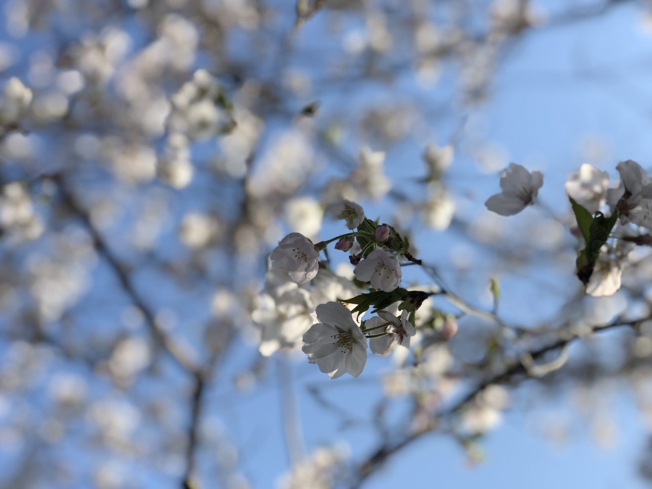 桜を綺麗に思わなくていい