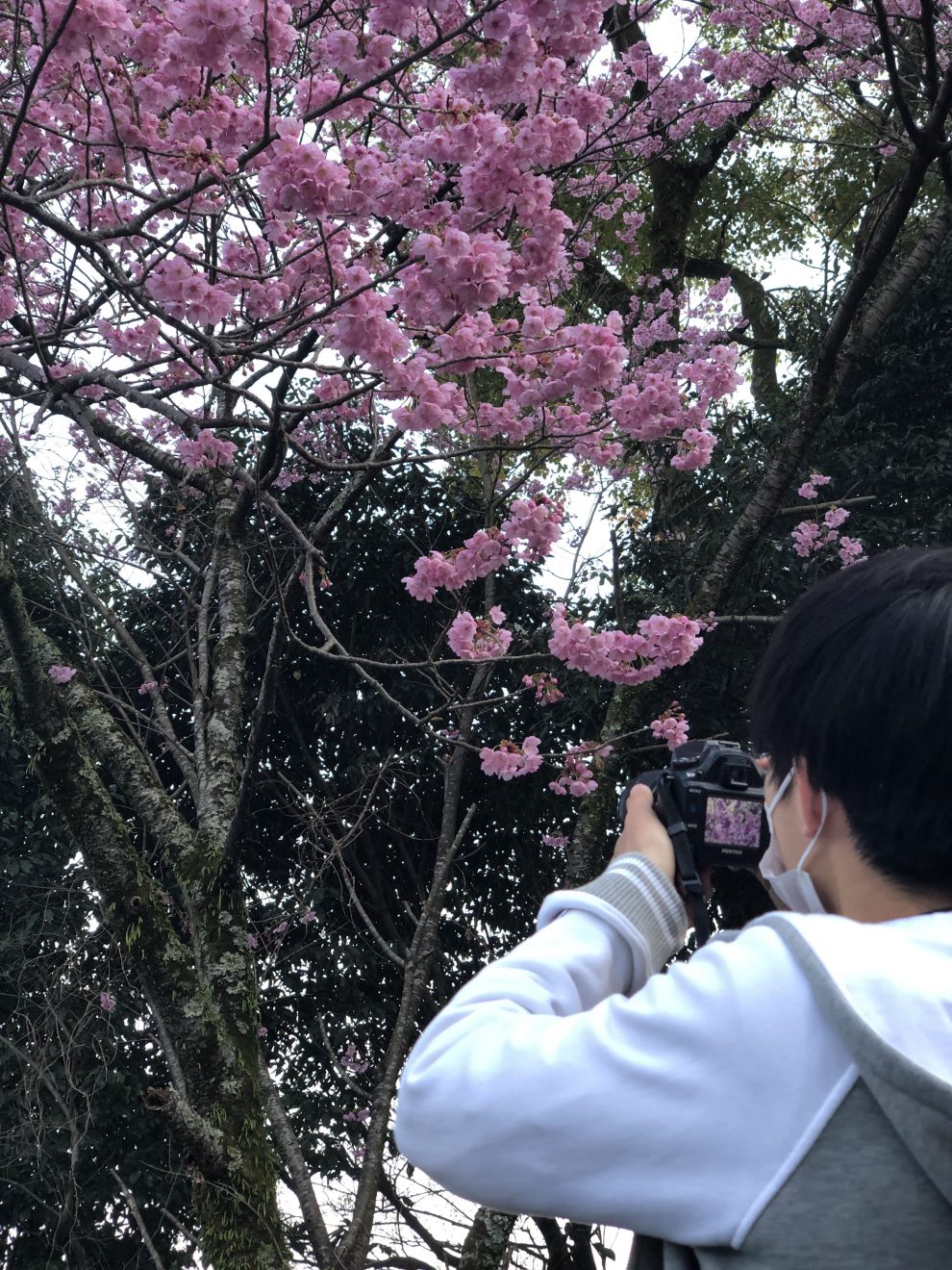 今年の桜