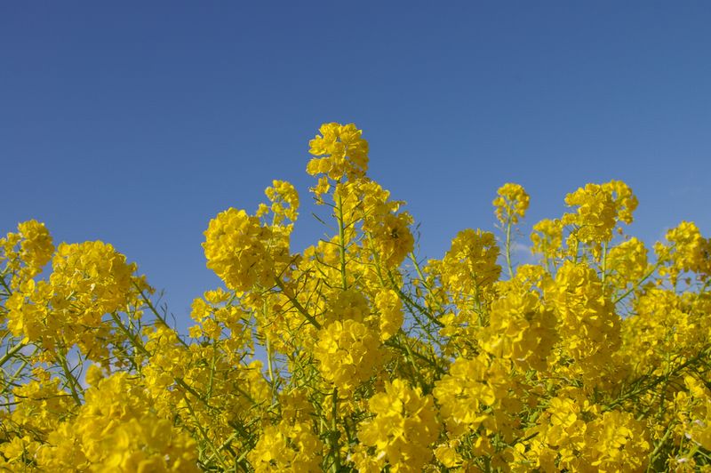 菜の花