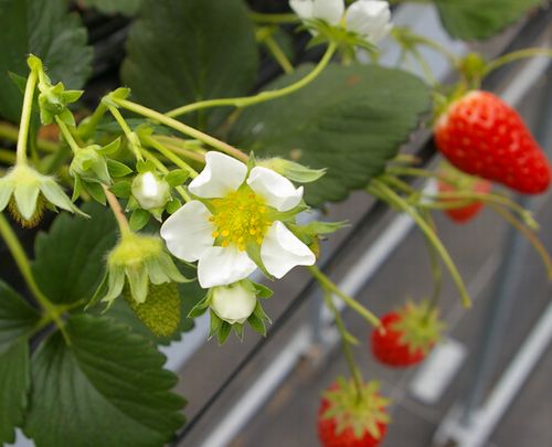 イチゴの花