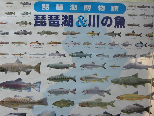 全国豊かな海づくり大会4