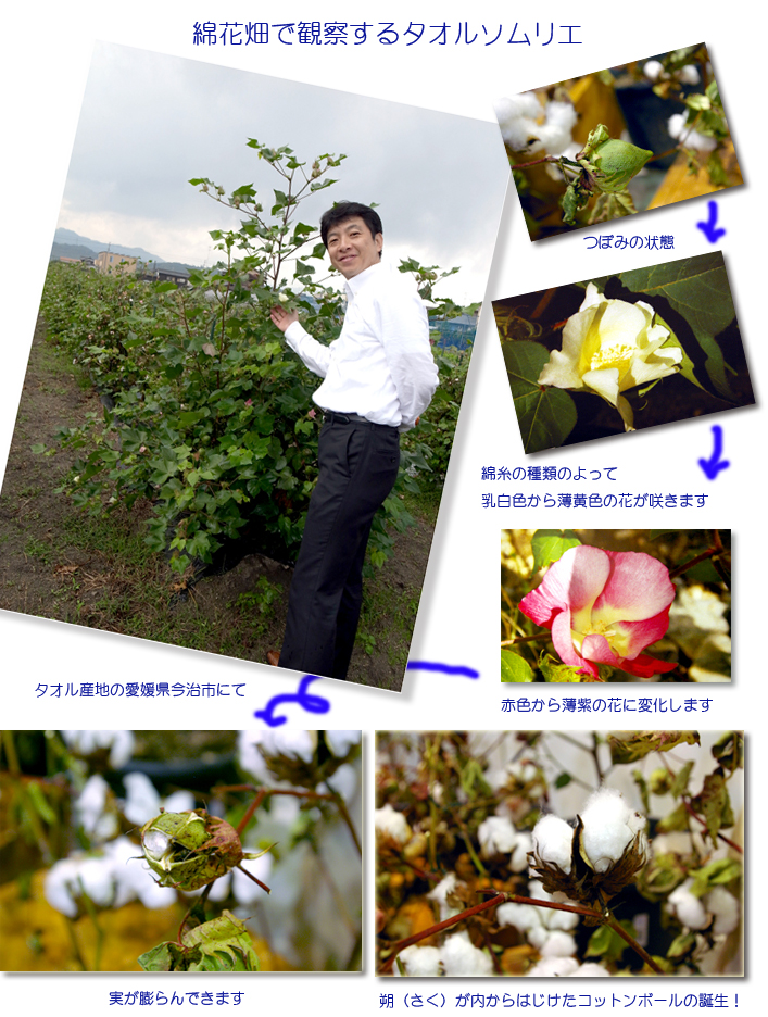 タオルの原材料 タオル通販 タオルはまかせたろ Com